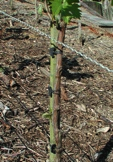 Stacks Image 13