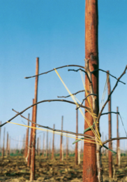 stacks_image_31